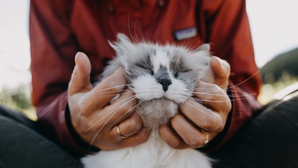 Как правильно должна сидеть кошка. Смотреть фото Как правильно должна сидеть кошка. Смотреть картинку Как правильно должна сидеть кошка. Картинка про Как правильно должна сидеть кошка. Фото Как правильно должна сидеть кошка