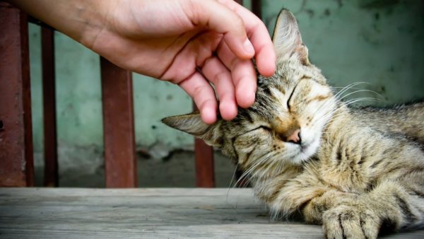 Как правильно должна сидеть кошка. Смотреть фото Как правильно должна сидеть кошка. Смотреть картинку Как правильно должна сидеть кошка. Картинка про Как правильно должна сидеть кошка. Фото Как правильно должна сидеть кошка