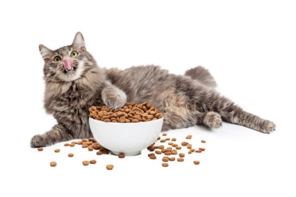 Правильное питание кошки сухим кормом thumbnail