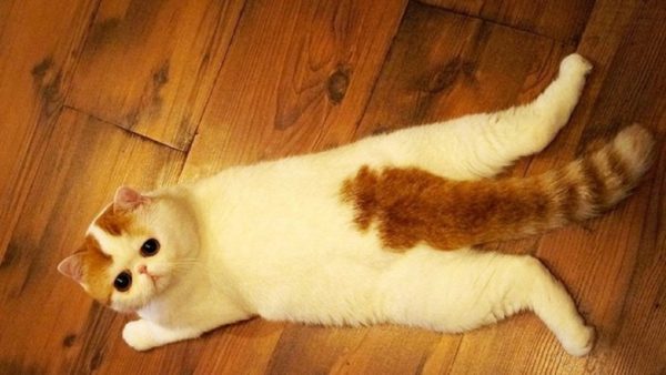 Толстые лапы экзотических кошек могут принимать весьма изящный вид