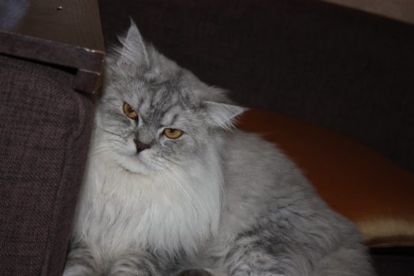 Ленивый взрослый кот породы хайленд-страйт