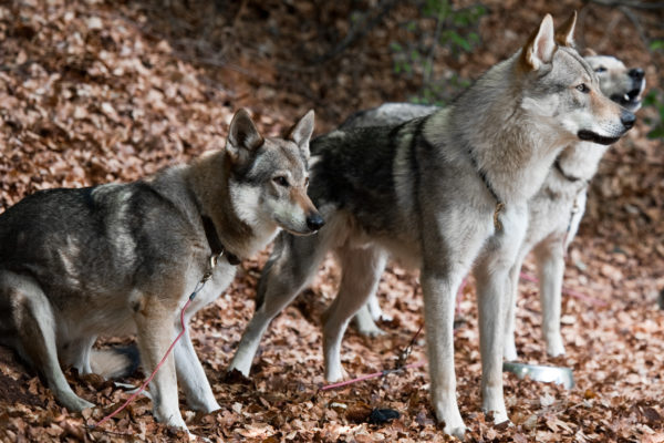 Впервые вывести гибрид собаки и волка попытались еще в далеком XIV веке
