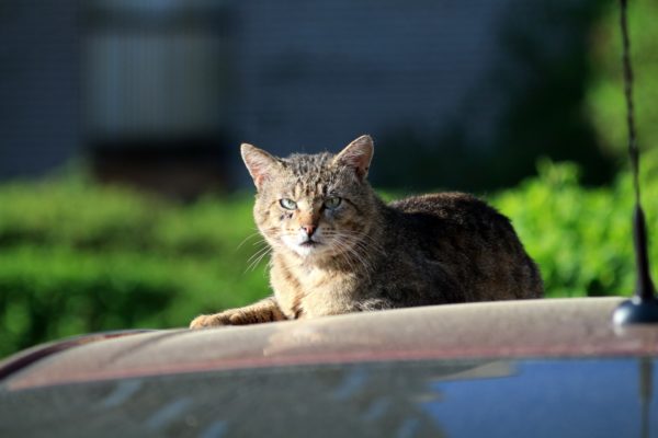 Уличные коты обладают более крепкой иммунной системой по сравнению с домашними