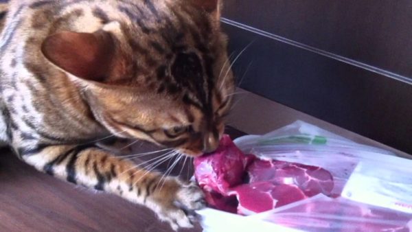 Бенгальский кот ест мясо
