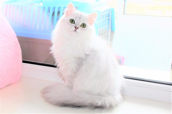Красавица кошка породы хайленд-страйт