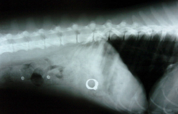 Кольцо, обнаруженное при помощи рентгена в кишечнике кошки
