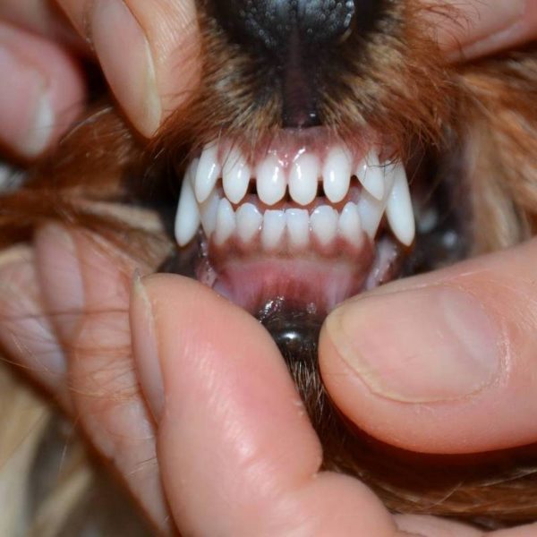 Зубы у йорка