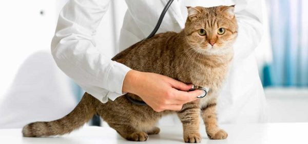 Не следует применять лекарства без рекомендации ветеринара