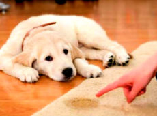 Цистит у собаки: симптомы и лечение в домашних условиях