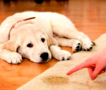 Цистит у собаки: симптомы и лечение в домашних условиях