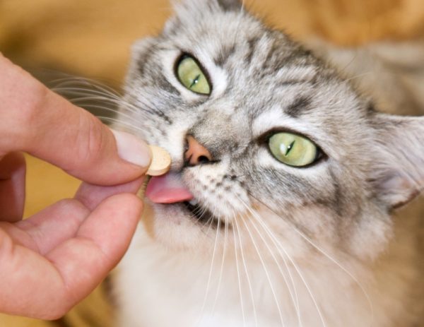 Как дать кошке таблетку от глистов?