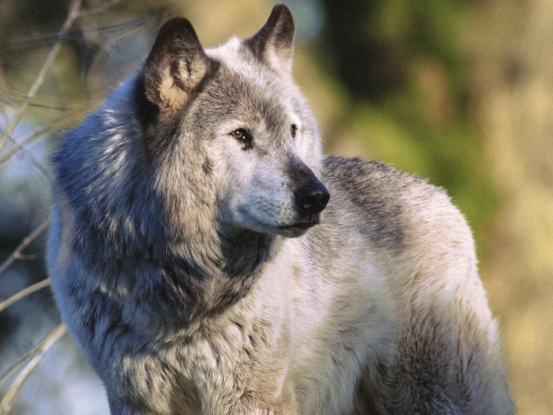 Чешский волчак больше похож на волка