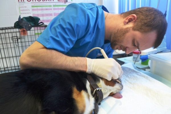 Чистка ультразвуком безболезненна для собаки, но занимает более часа