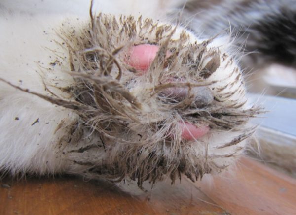 Если кошка сильно испачкалась во время прогулки, следует помочь ей очиститься от грязи