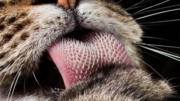 Язык кошачьих оснащен специальными ворсинками, помогающими чистить шерсть