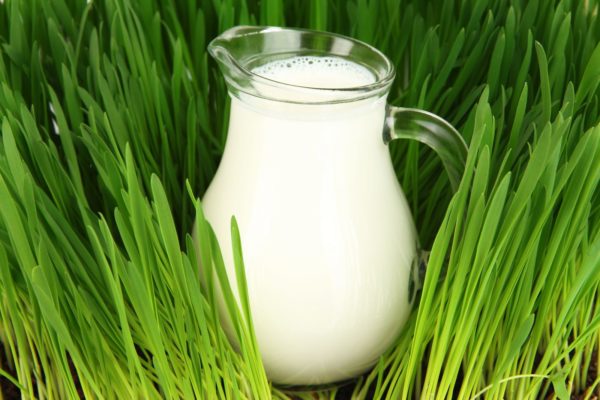 Свежее молоко необходимо исключить из схемы питания