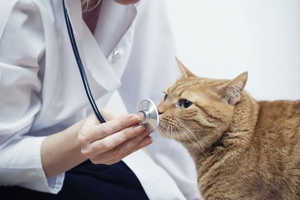 Препараты от геморроя для котов также прописываются вашему питомцу ветеринарным доктором
