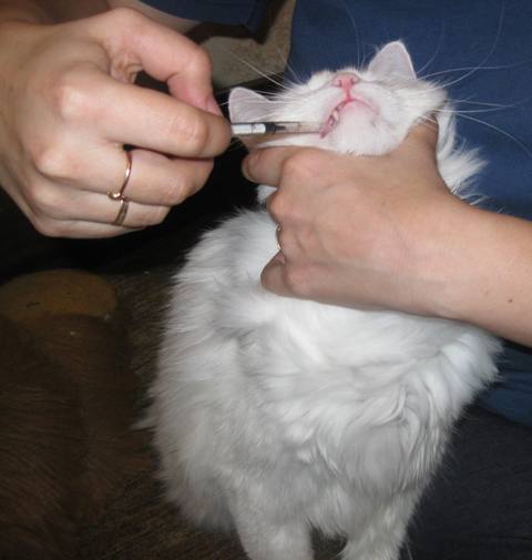 Использование шприца эффективно при кормлении взрослых кошек