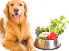 Несмотря на приведенные факты и отсутствие многокамерного желудка, в небольших количествах овощи собакам необходимы