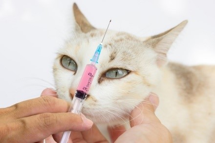 Вакцинация - самый верный способ обезопасить кошку от проблем с заражением чумкой любым путем