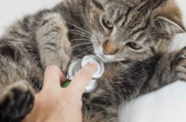 Насколько опасна и как лечится гипертрофическая кардиомиопатия у кошек