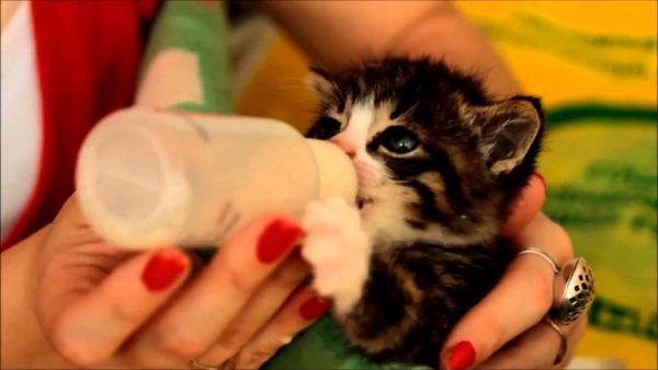 При раннем отъеме от матери котят следует кормить из бутылочки