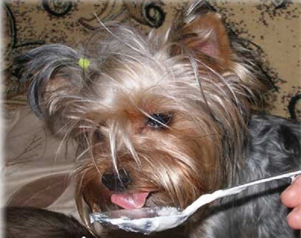 Кисломолочные продукты нужно обязательно давать собаке, в то время как молочные - строго запрещено