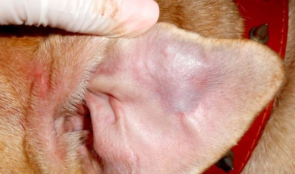 Среди ушибов ушная гематома считается одной из наиболее опасных