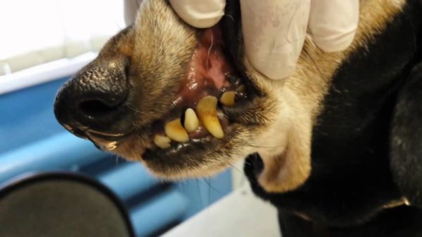 Зубной камень и налёт на зубах собаки не исчезнут самостоятельно