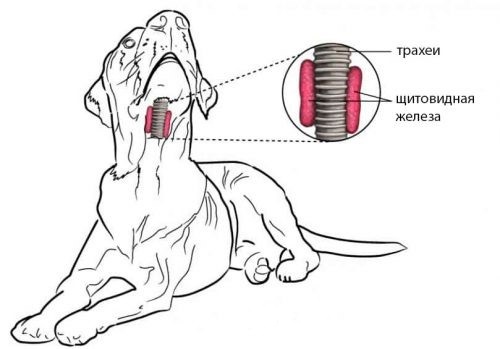 Расположение щитовидки у собаки