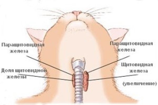 Устройство кошачьей щитовидной железы сходно с человеческим по многим параметрам