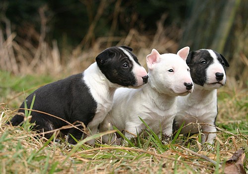 Порода черно белых больших собак