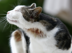Заболеть искомым недугом может и беспородный кот, однако, часто подвержены ему представители конкретных пород