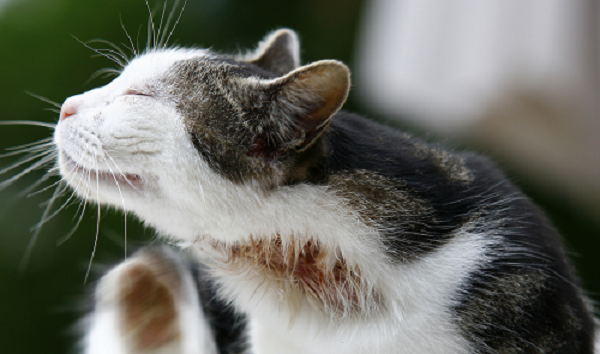 Заболеть искомым недугом может и беспородный кот, однако, часто подвержены ему представители конкретных пород