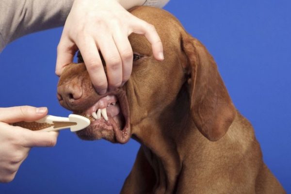 Собаки довольно легко приучаются к зубной гигиене