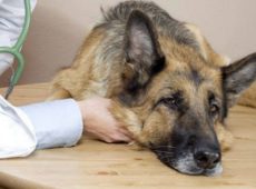 Гепатитом может заболеть собака любого возраста