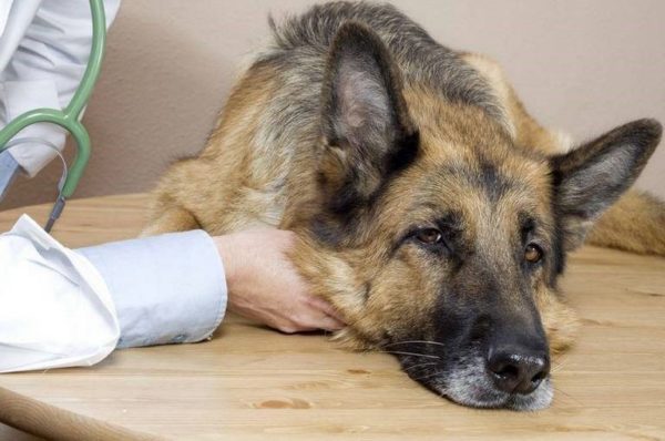 Гепатитом может заболеть собака любого возраста