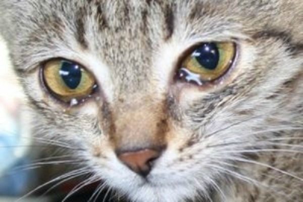 Выделения из глаз – симптом вирусного недуга у кошки