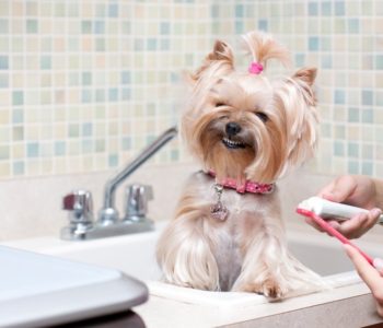Чистить зубы собаке лучше в одном и том же месте, чтобы выработать привычку
