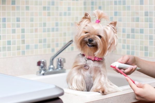 Чистить зубы собаке лучше в одном и том же месте, чтобы выработать привычку
