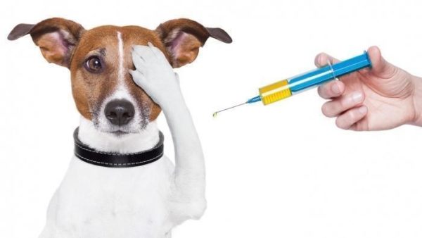 Как протекает гепатит у собак thumbnail