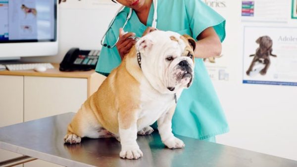 Зоо-врачи выделяют два типа собачьего гипотиреоза