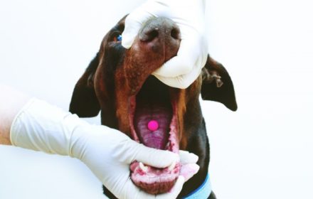 На время проведения процедуры можно надеть перчатки, чтобы собака не прикусила руку