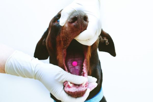 На время проведения процедуры можно надеть перчатки, чтобы собака не прикусила руку