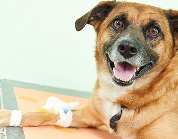 Самостоятельный подбор дозы инсулина для собак, больных диабетом, может обернуться смертью и страданием животного