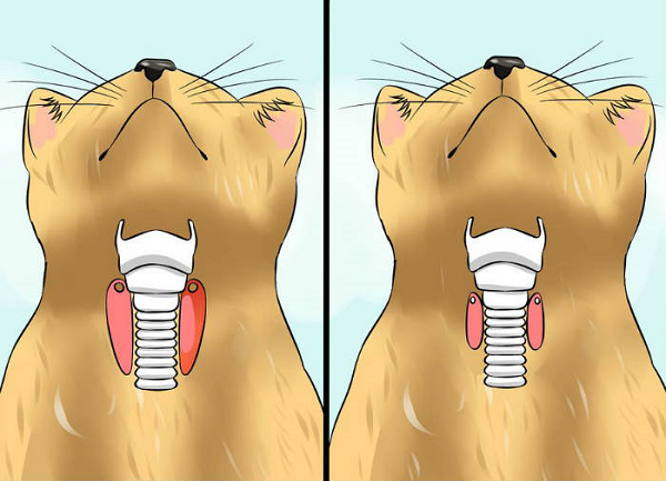 Увеличение щитовидной железы у кошек при гипертиреозе