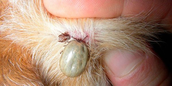 Что такое гепатит у собак thumbnail