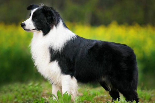 Порода собак черно белого окраса среднего роста гладкошерстная