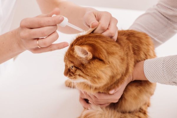 Чтобы не навредить кошке во время обработки ушей, лучше привлечь к процедуре помощника.