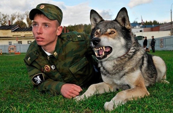 Волксоб – собака для специалиста, а не рядового гражданина